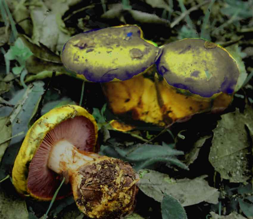 Cortinarius gracilior